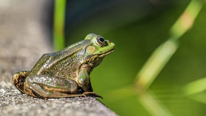 Detail Contoh Gambar Katak Nomer 29