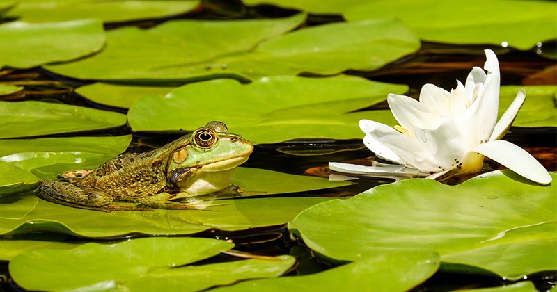 Detail Contoh Gambar Katak Nomer 44