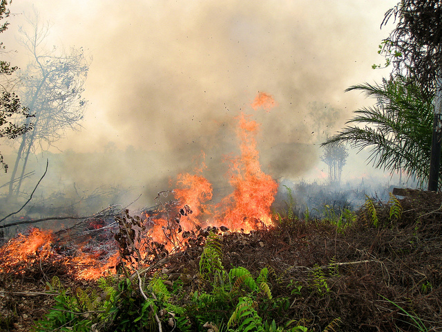 Detail Contoh Gambar Kebakaran Hutan Nomer 13