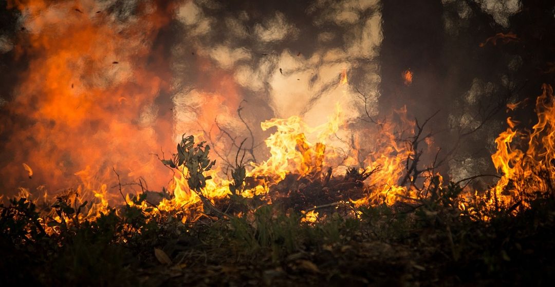Detail Contoh Gambar Kebakaran Hutan Nomer 34