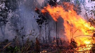 Detail Contoh Gambar Kebakaran Hutan Nomer 48