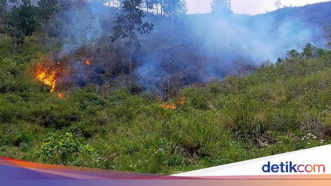 Detail Contoh Gambar Kebakaran Hutan Nomer 55