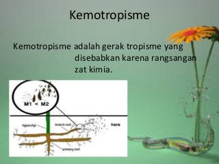 Detail Contoh Gambar Kemotropisme Nomer 11