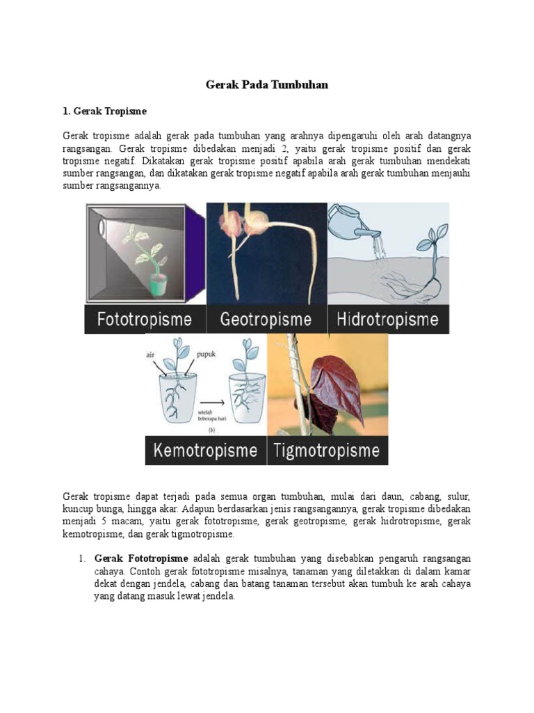 Detail Contoh Gambar Kemotropisme Nomer 28