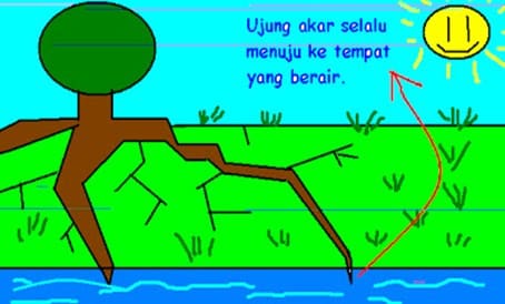 Detail Contoh Gambar Kemotropisme Nomer 29