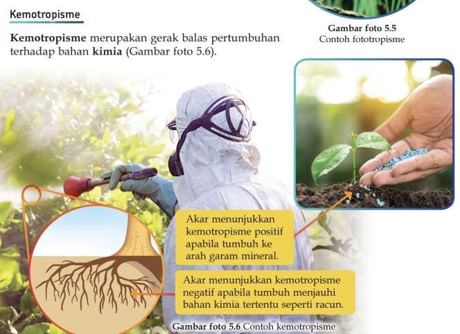 Detail Contoh Gambar Kemotropisme Nomer 31