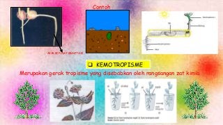 Detail Contoh Gambar Kemotropisme Nomer 44