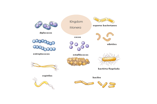 Detail Contoh Gambar Kingdom Monera Nomer 29