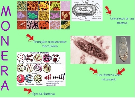 Detail Contoh Gambar Kingdom Monera Nomer 39