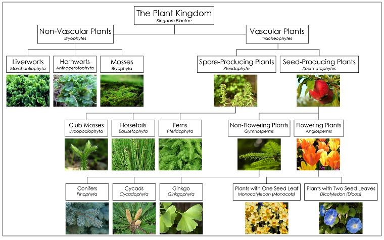 Detail Contoh Gambar Kingdom Plantae Nomer 11