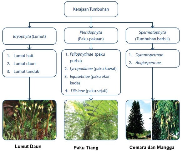 Detail Contoh Gambar Kingdom Plantae Nomer 23