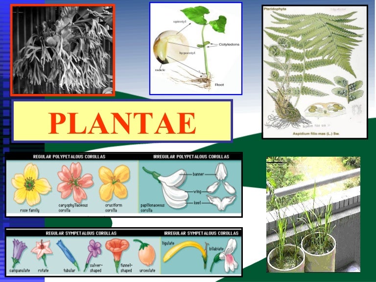 Detail Contoh Gambar Kingdom Plantae Nomer 27