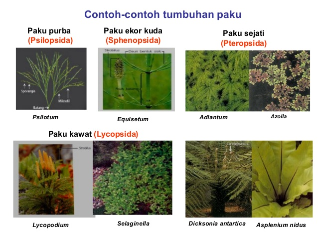 Detail Contoh Gambar Kingdom Plantae Nomer 42