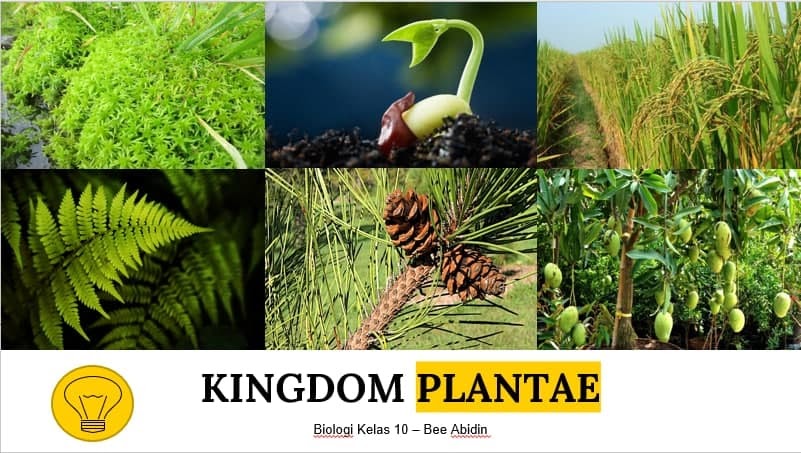 Detail Contoh Gambar Kingdom Plantae Nomer 47