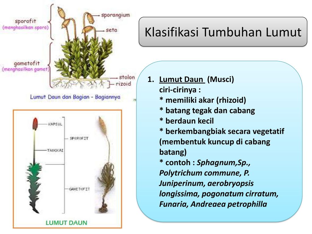 Detail Contoh Gambar Kingdom Plantae Nomer 49