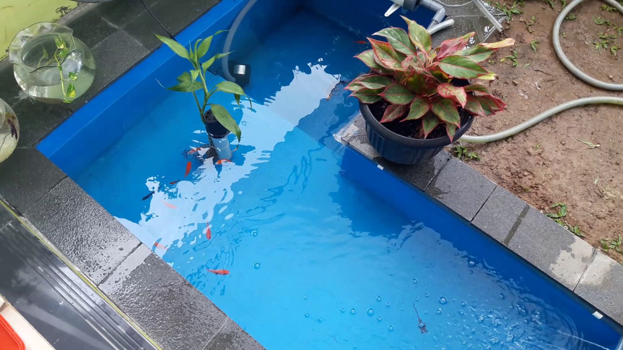 Detail Contoh Gambar Kolam Ikan Minimalis Nomer 43