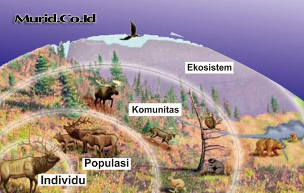 Detail Contoh Gambar Komunitas Hewan Nomer 10