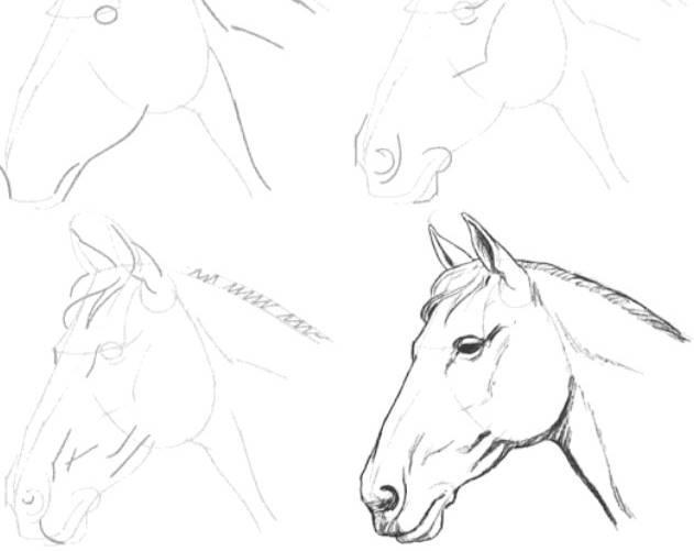 Detail Contoh Gambar Kuda Nomer 11