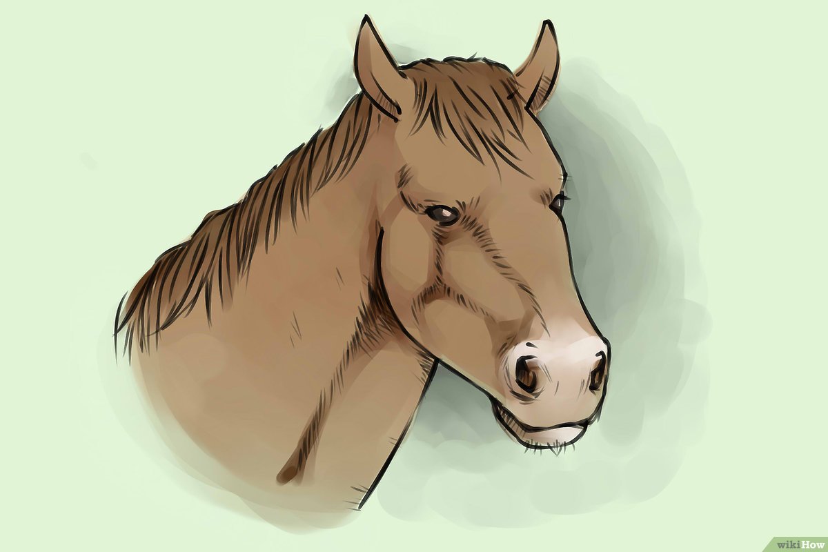 Detail Contoh Gambar Kuda Nomer 6