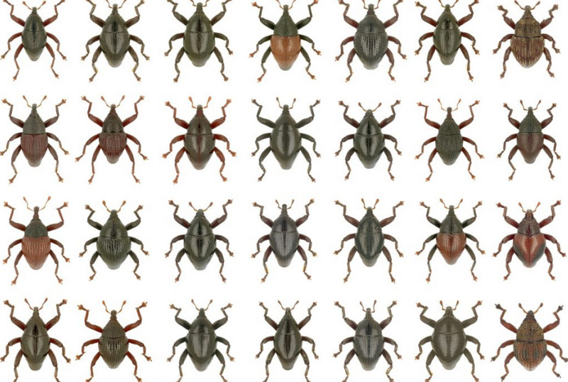 Detail Contoh Gambar Kumbang Nomer 33