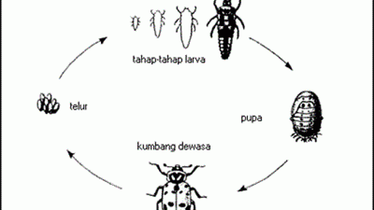 Detail Contoh Gambar Kumbang Nomer 51