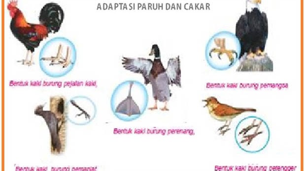 Download Contoh Gambar Makhluk Hidup Nomer 31