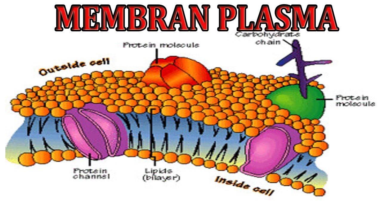 Detail Contoh Gambar Membran Sel Nomer 15