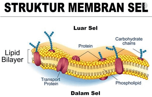 Detail Contoh Gambar Membran Sel Nomer 3