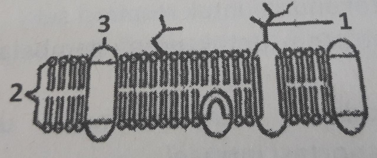 Detail Contoh Gambar Membran Sel Nomer 24