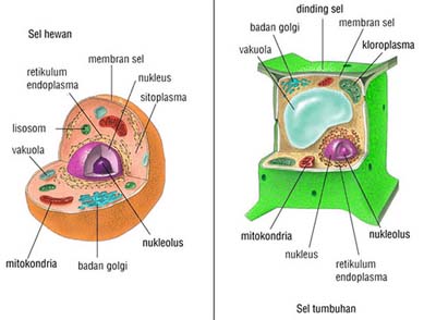 Detail Contoh Gambar Membran Sel Nomer 28