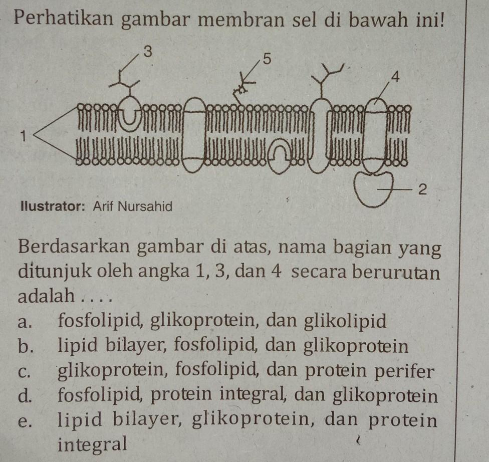 Detail Contoh Gambar Membran Sel Nomer 30