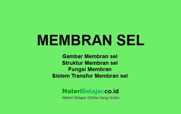 Detail Contoh Gambar Membran Sel Nomer 37