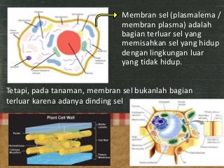 Detail Contoh Gambar Membran Sel Nomer 40