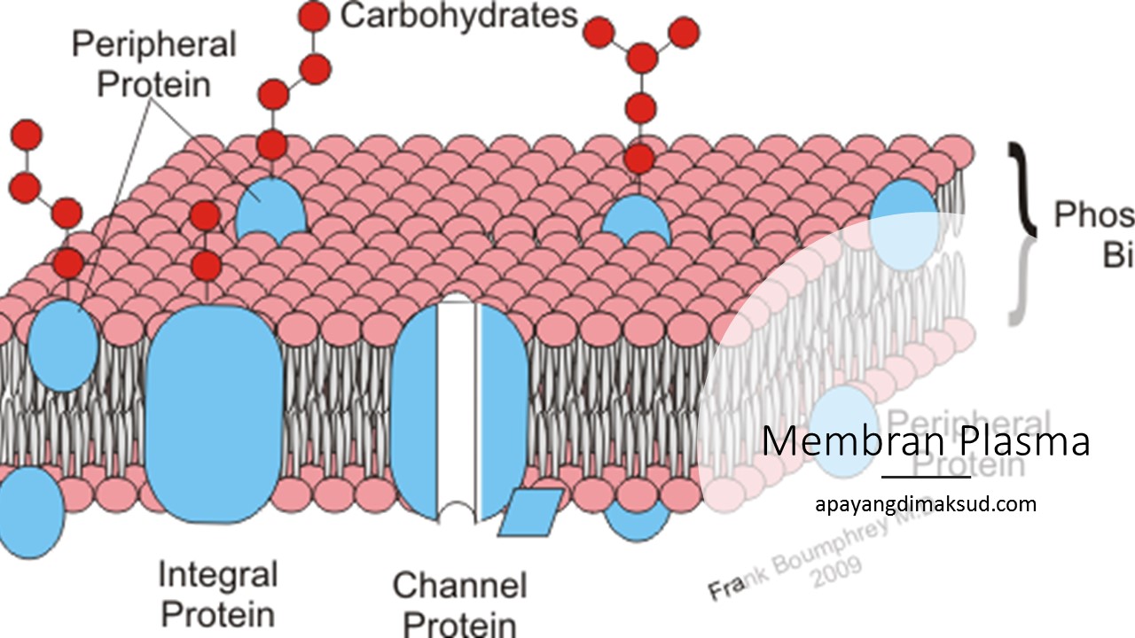 Detail Contoh Gambar Membran Sel Nomer 10