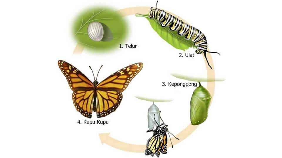 Detail Contoh Gambar Metamorfosis Sempurna Nomer 13