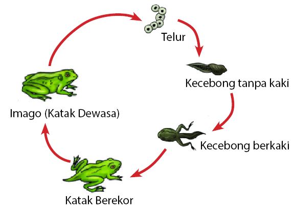Detail Contoh Gambar Metamorfosis Sempurna Nomer 17