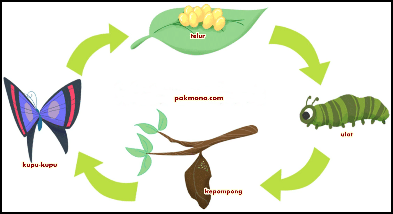 Detail Contoh Gambar Metamorfosis Sempurna Nomer 20