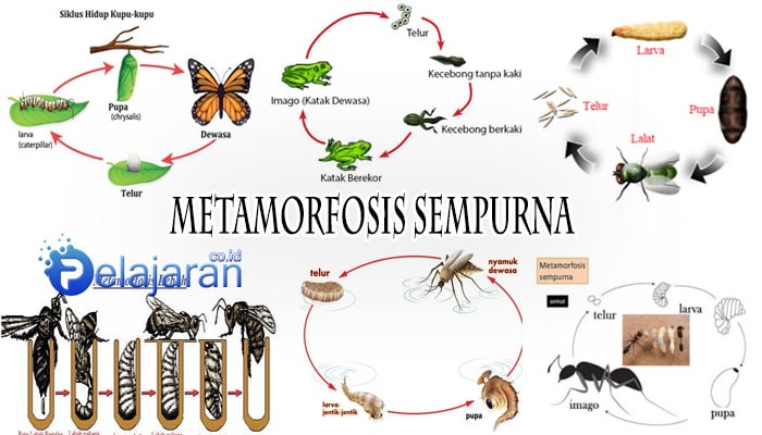 Detail Contoh Gambar Metamorfosis Sempurna Nomer 28