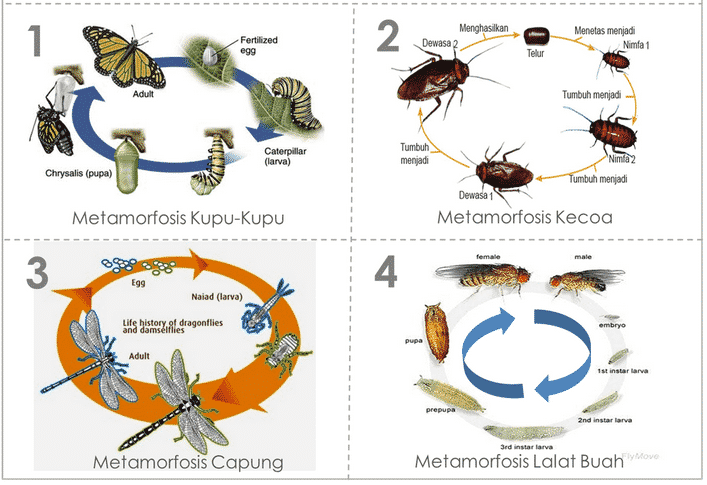Detail Contoh Gambar Metamorfosis Sempurna Nomer 4