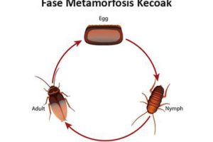 Detail Contoh Gambar Metamorfosis Sempurna Nomer 34