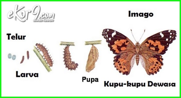 Detail Contoh Gambar Metamorfosis Sempurna Nomer 37
