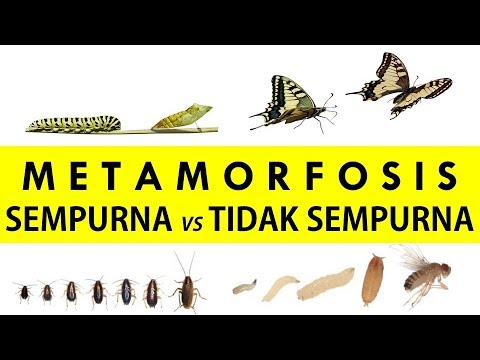 Detail Contoh Gambar Metamorfosis Sempurna Nomer 43