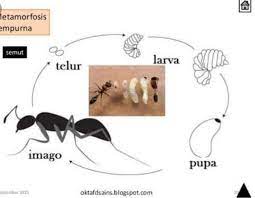 Detail Contoh Gambar Metamorfosis Sempurna Nomer 49