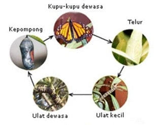 Detail Contoh Gambar Metamorfosis Sempurna Nomer 52