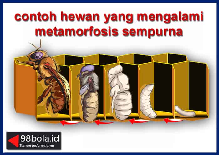Detail Contoh Gambar Metamorfosis Sempurna Nomer 56