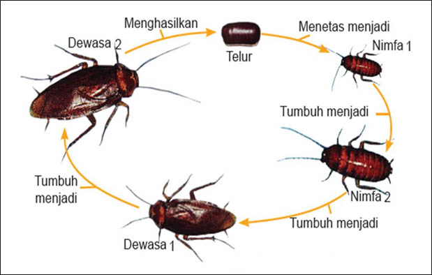 Detail Contoh Gambar Metamorfosis Tidak Sempurna Nomer 11