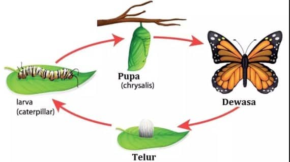 Detail Contoh Gambar Metamorfosis Tidak Sempurna Nomer 13