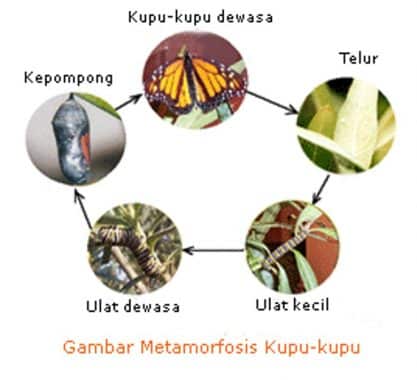 Detail Contoh Gambar Metamorfosis Tidak Sempurna Nomer 29