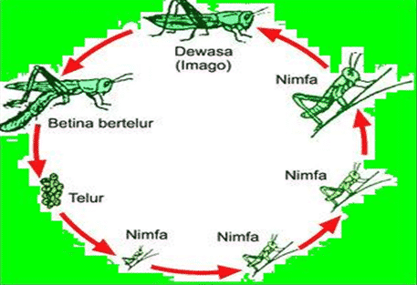 Detail Contoh Gambar Metamorfosis Tidak Sempurna Nomer 37