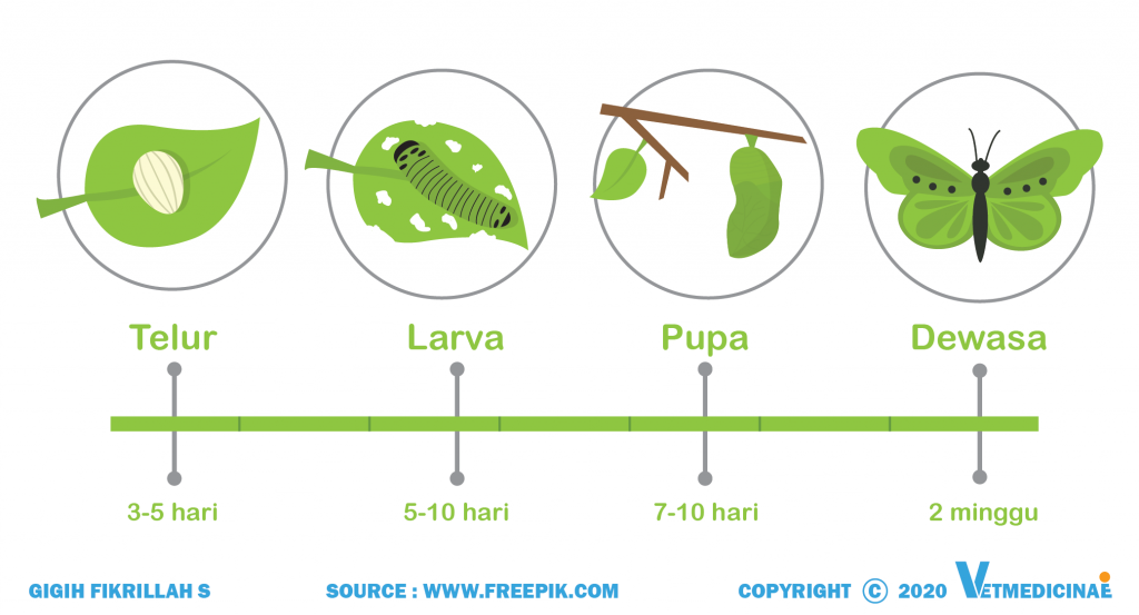 Detail Contoh Gambar Metamorfosis Tidak Sempurna Nomer 55